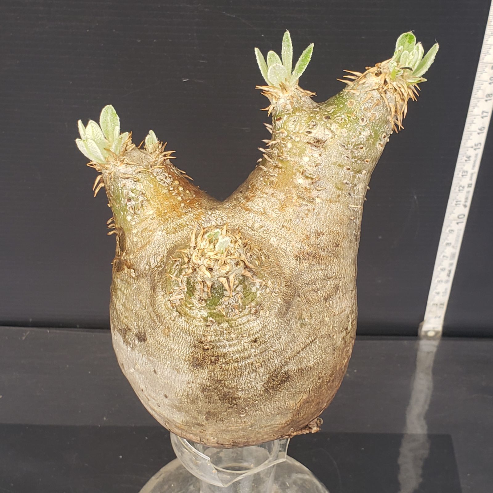 M482【最新到着】Pachypodium エブレネウム（現地球・抜き苗