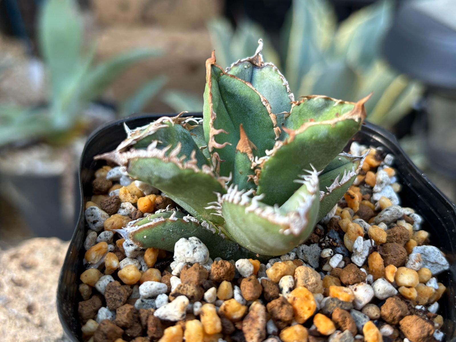 アガベ麻花 でじゃぶぅ】アガベ 麻花 agavesan oc株 【発根済み】 麻花龍