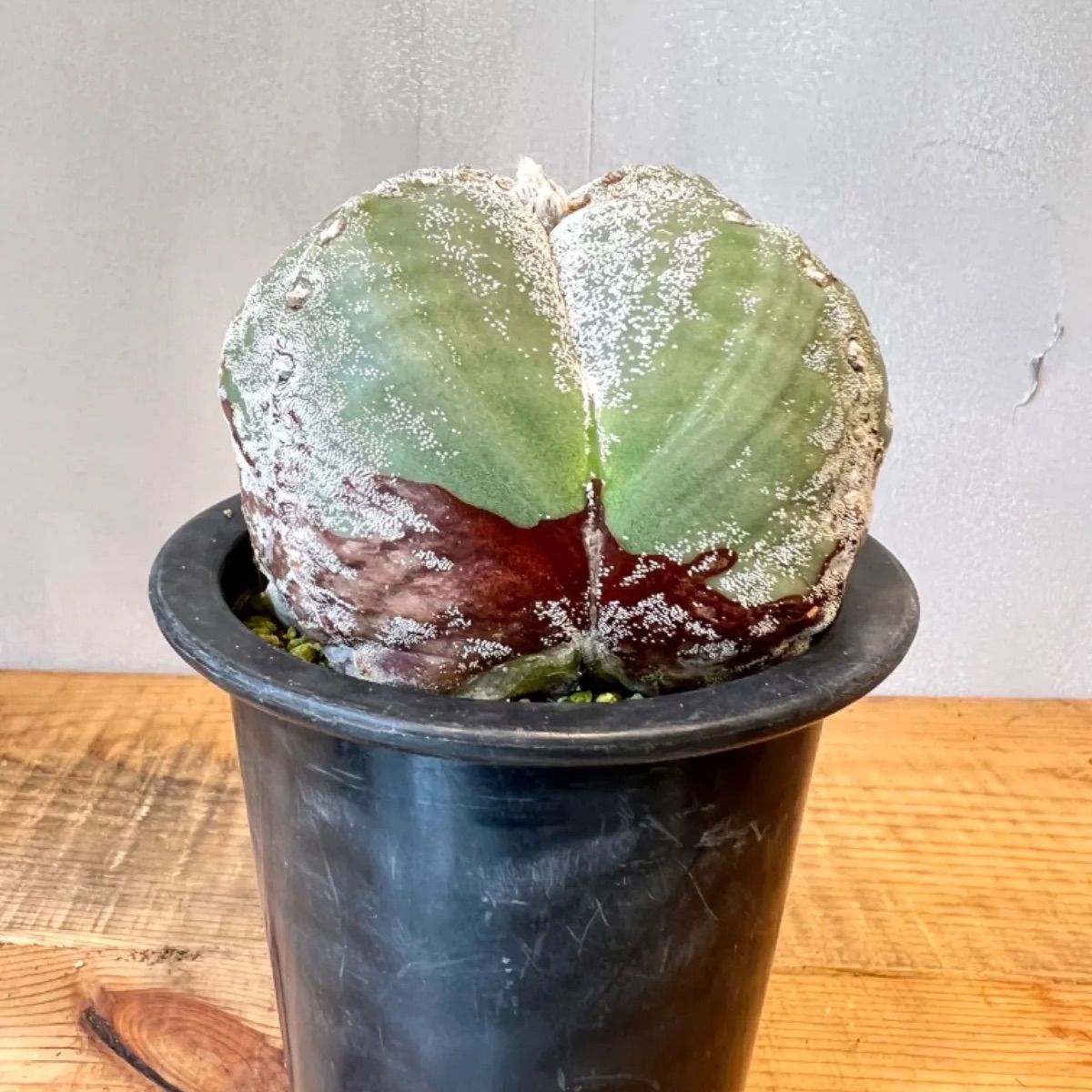 四角ストロンギランポウ 大アストロフィツム ランポー玉 四角ストロンギランポウ 大アストロフィツム ランポー玉