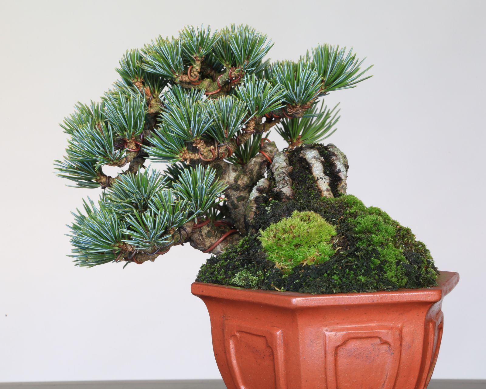 盆栽 光琳 五葉松 樹高13cm