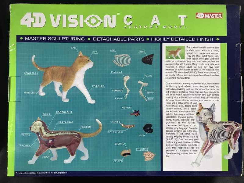 4D MASTER 猫の解剖模型 約25cm 4D MASTER 猫の解剖模型 約25cm