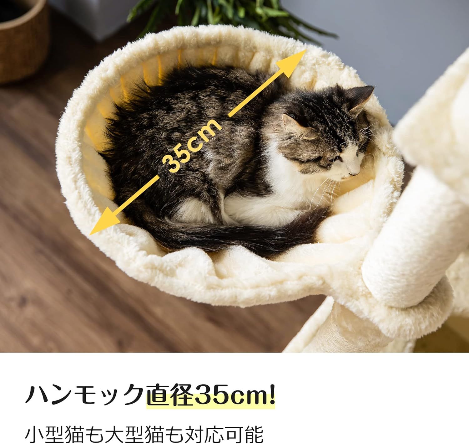 ネコ 多頭飼い