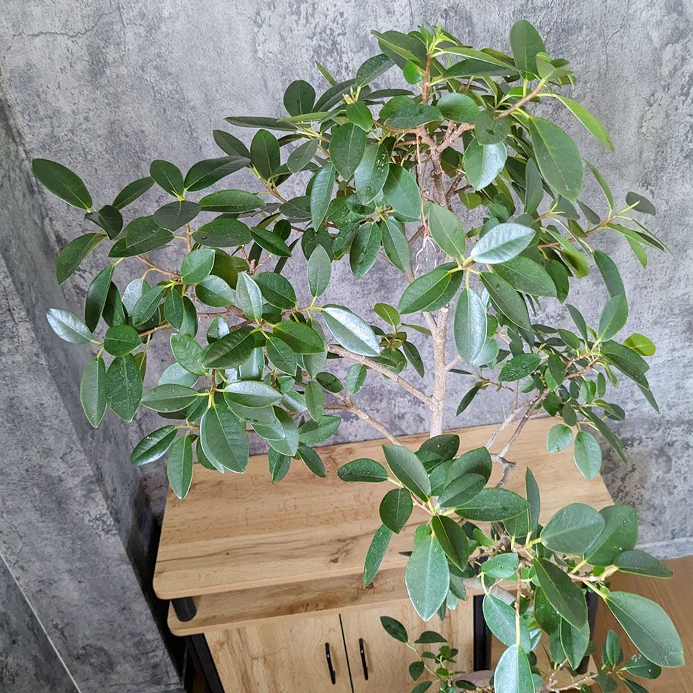 観葉植物 敬老 ゴムの木 フランスゴム フィカス 【現品】 8号 茶
