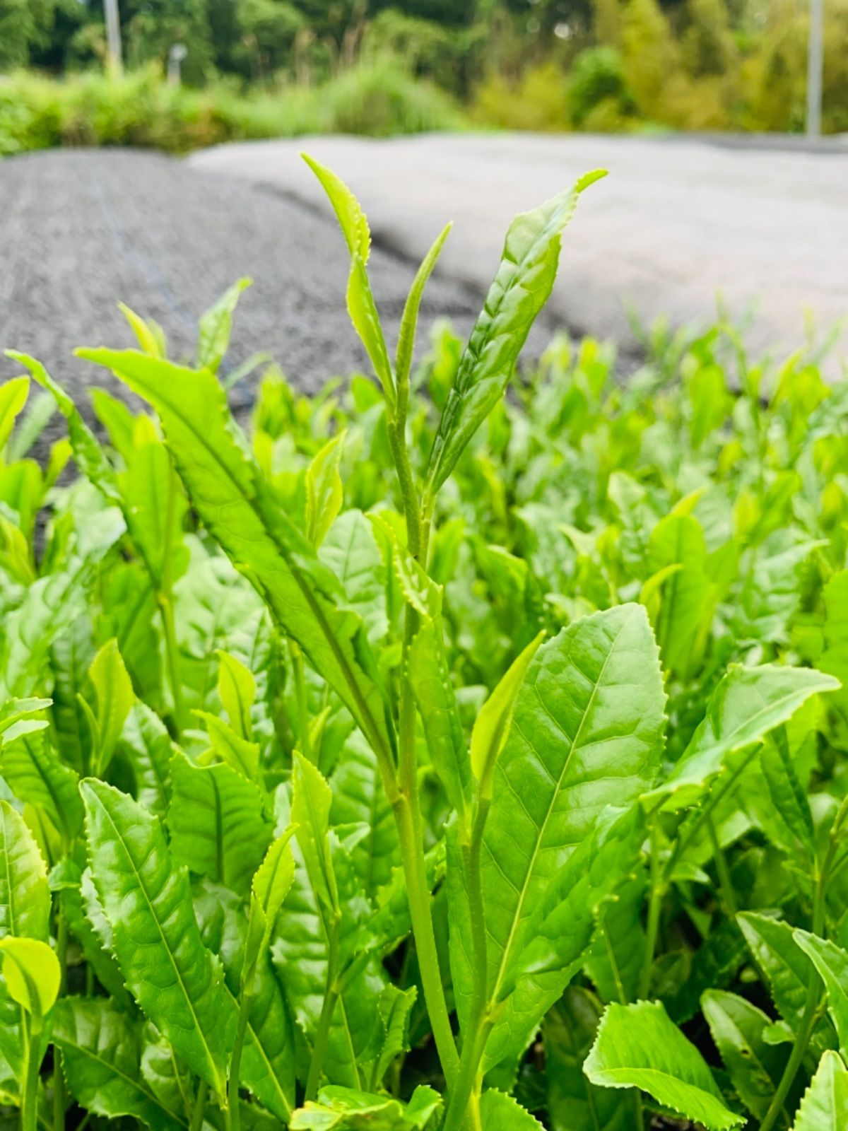 奈良県産 大和茶 煎茶 かりがね 玄米茶 茶葉 緑茶 3本セット - 飲料