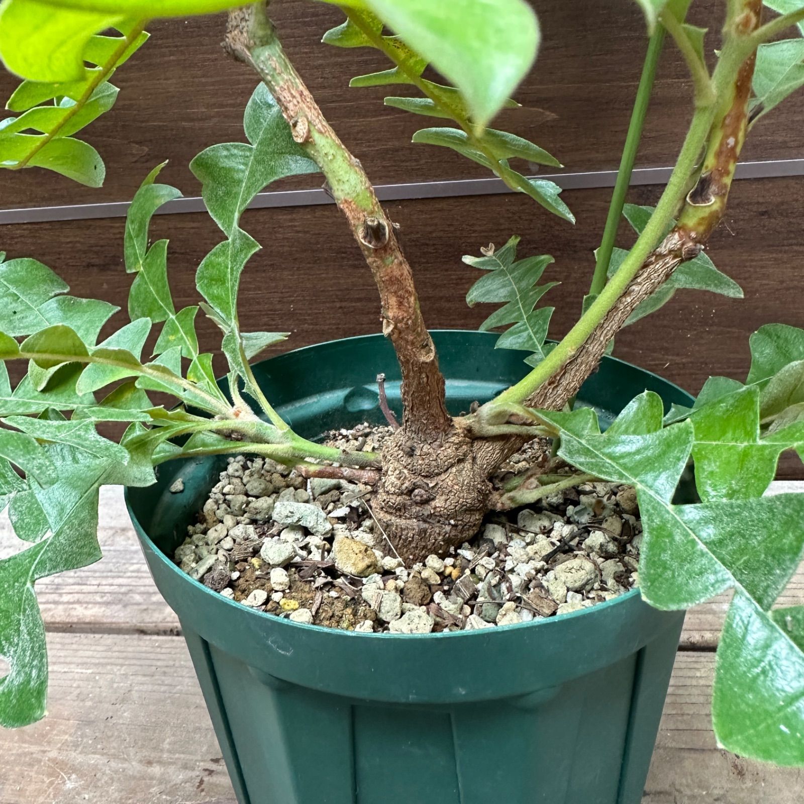 ④ バンクシア グランディス 5号 オージープランツ - メルカリ