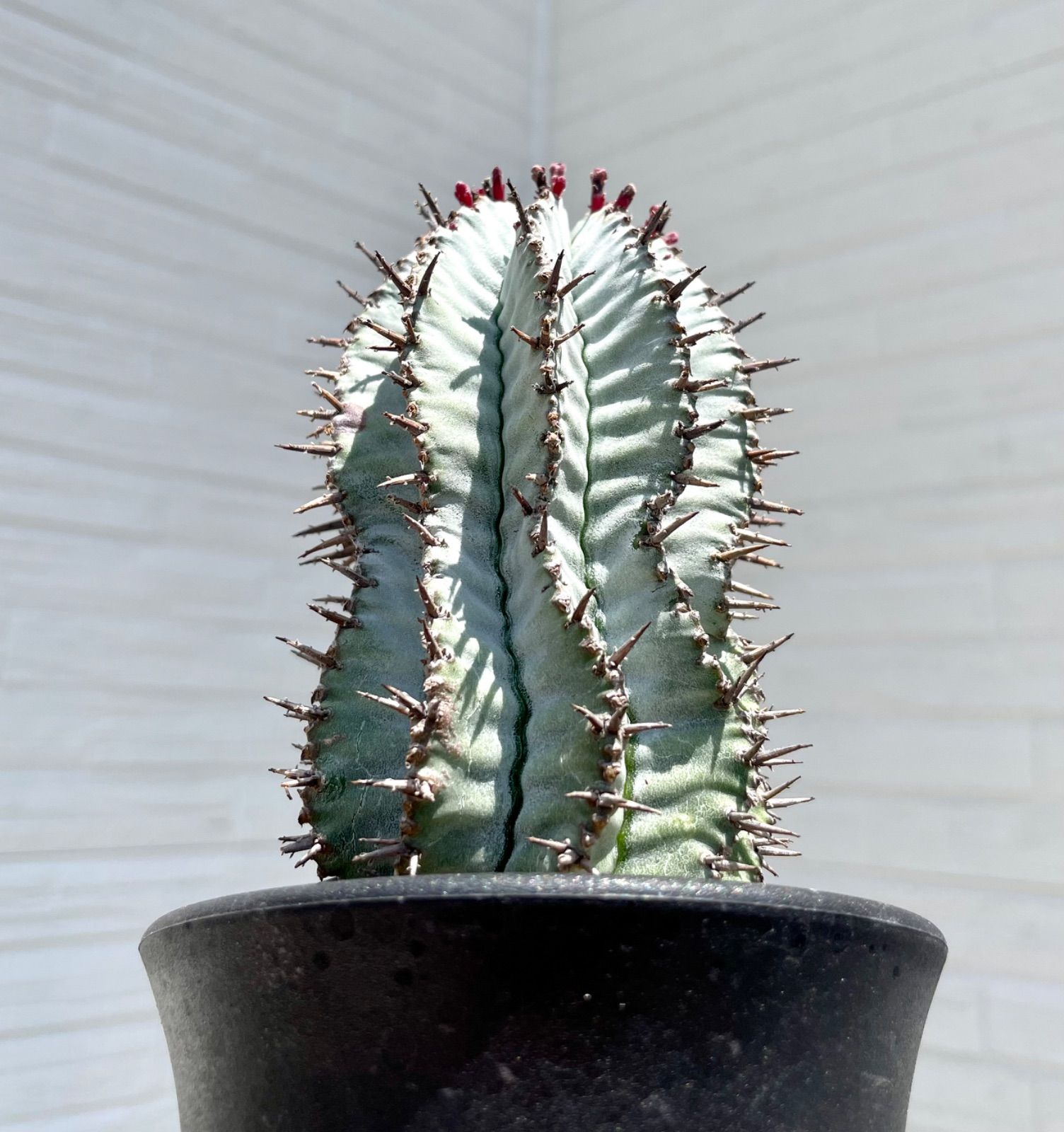 ポリゴナ スノーフレーク 特選 美株 - メルカリ