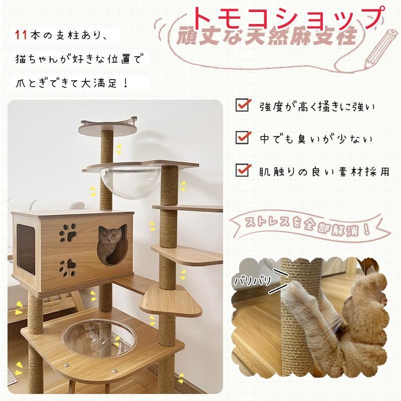 シニア猫