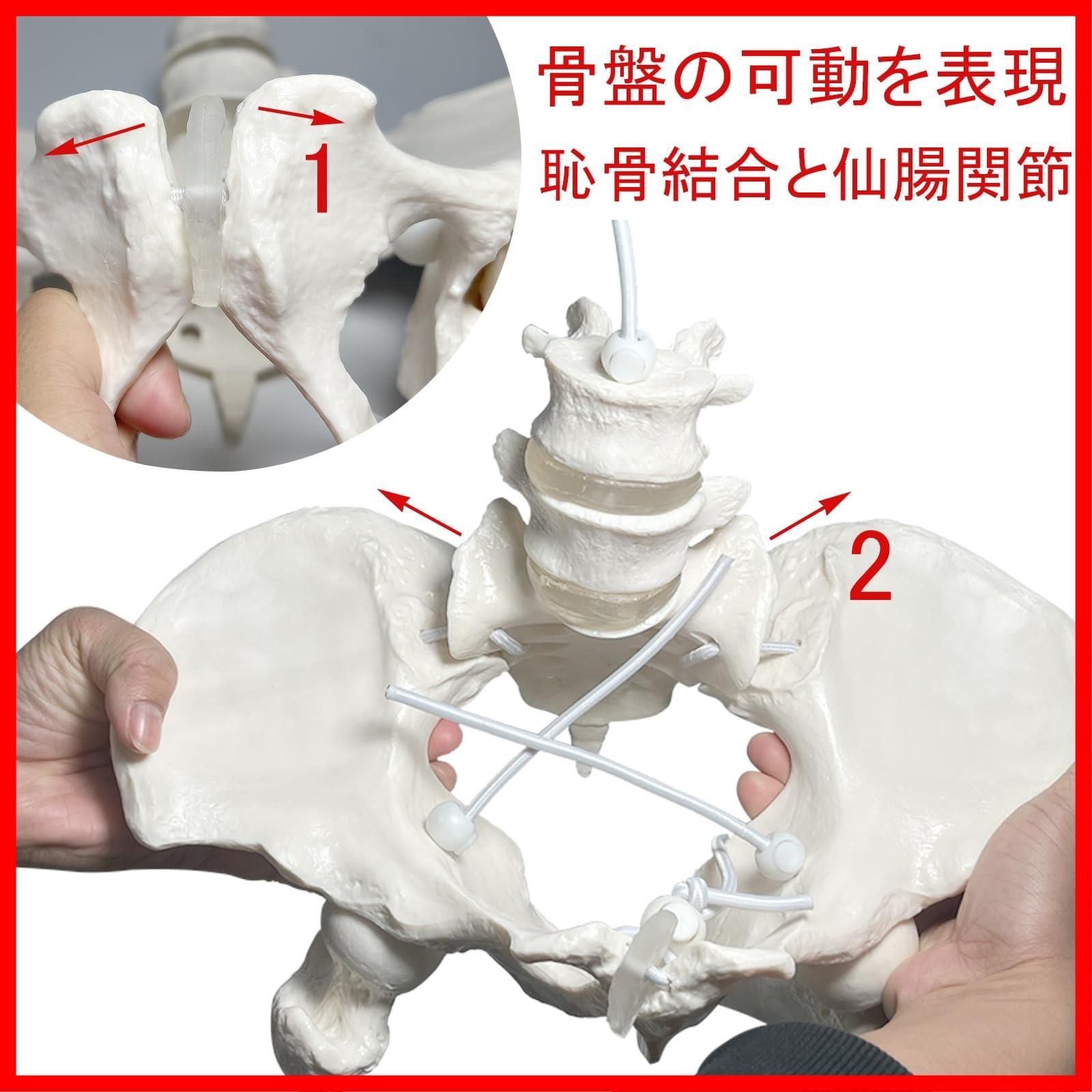 教材 骨格標本