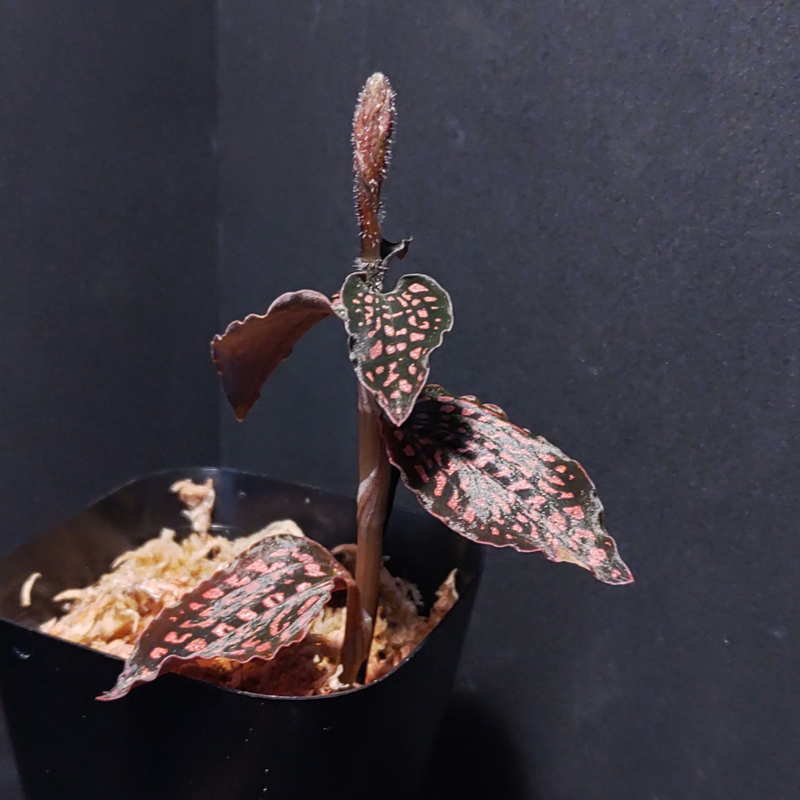 ミクロキルス トリダックス from Ecuador - Eye's factory