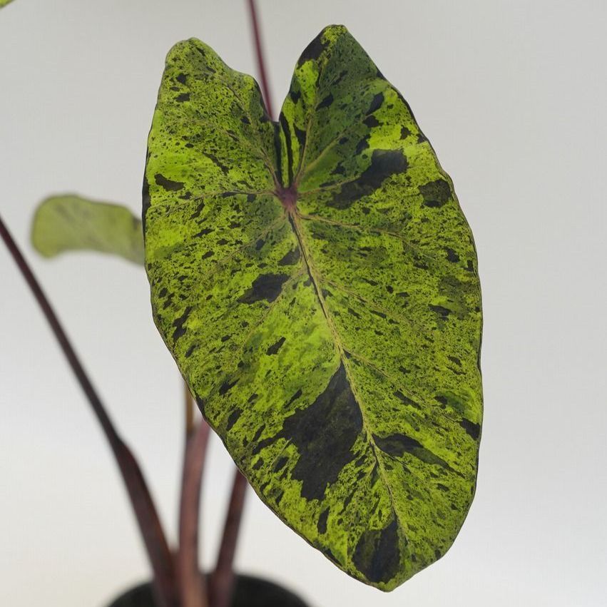 ☆生産直売☆千葉県産 コロカシア モヒート 4号（12ｃｍ）ポット苗 Colocasia esculenta 'Mojito' サトイモ科 タロイモ  アロイド ポットのまま発送 - メルカリ