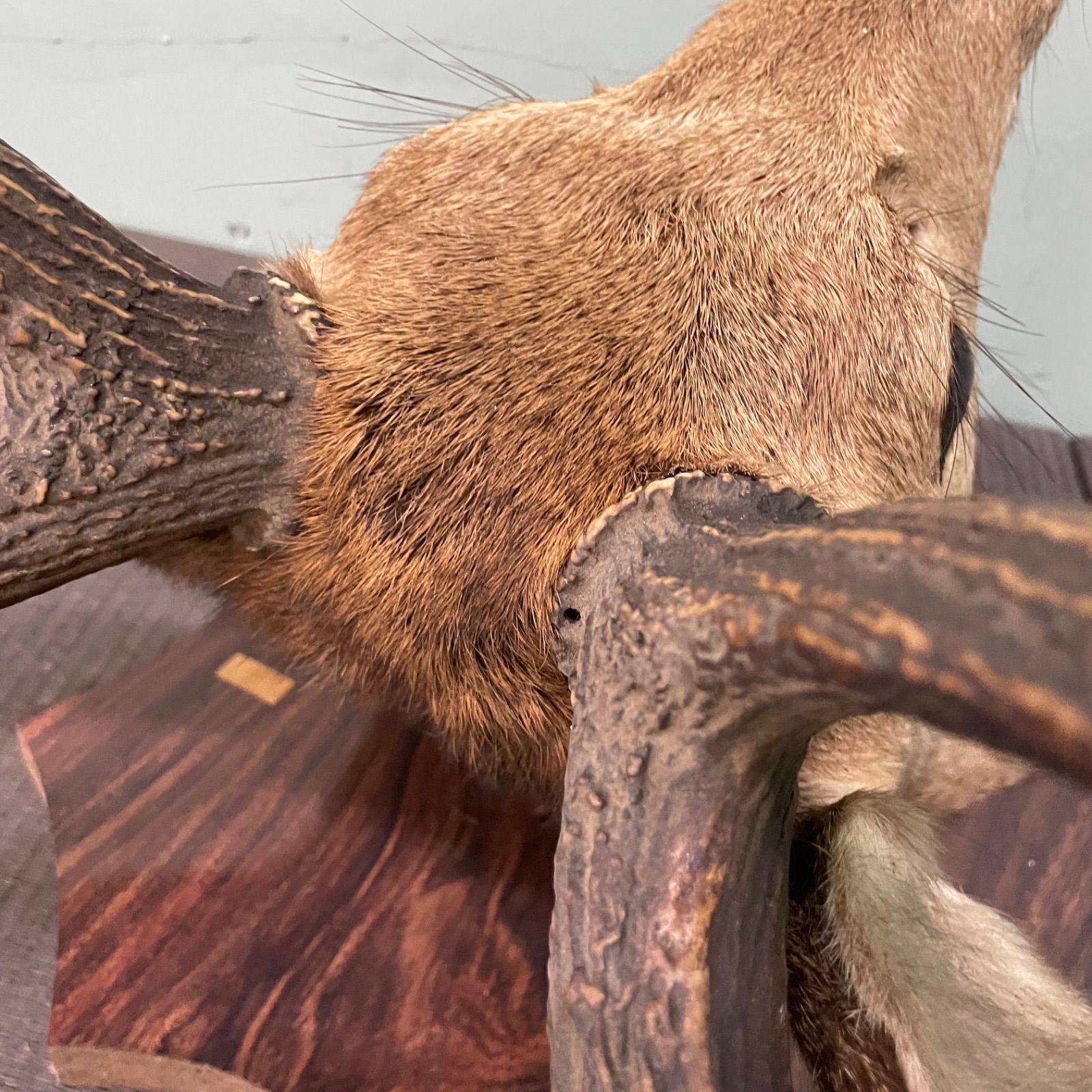 ♭ 鹿の剥製 鹿角 シカ 剥製 壁飾り 高さ80cm ハンティング