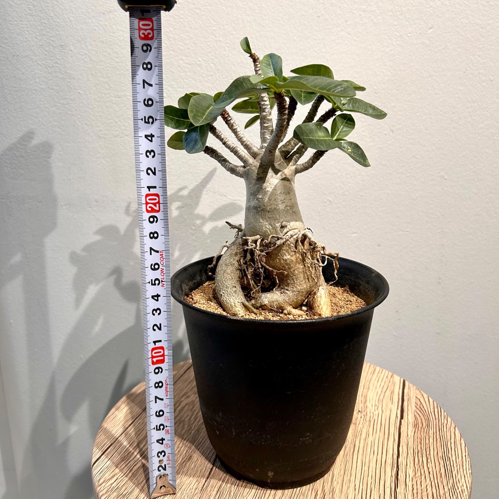 アデニウム アラビカム 5号サイズ 塊根植物 コーデックス A1 アデニウム アラビカム 5号サイズ 塊根植物 コーデックス A1