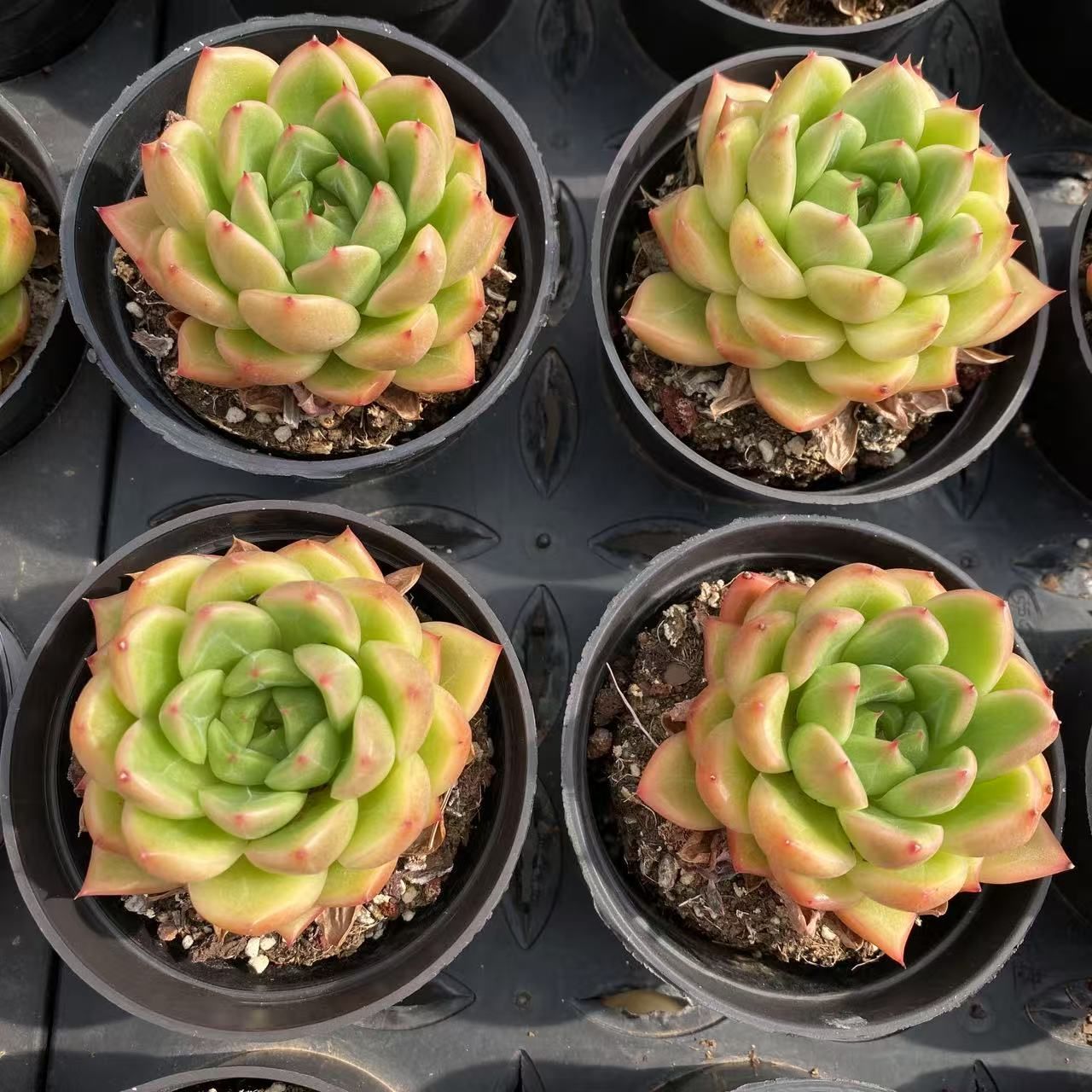 40株抜き苗セット】晴れた空ジェニー 多肉植物 佐川急便発送