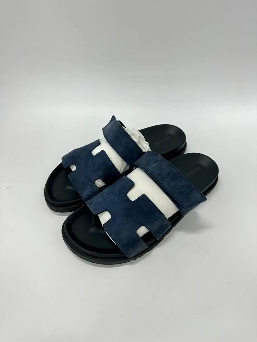 4 赤肌豪華 ベストセレクション サイカス カイルンシアナ ドワーフ