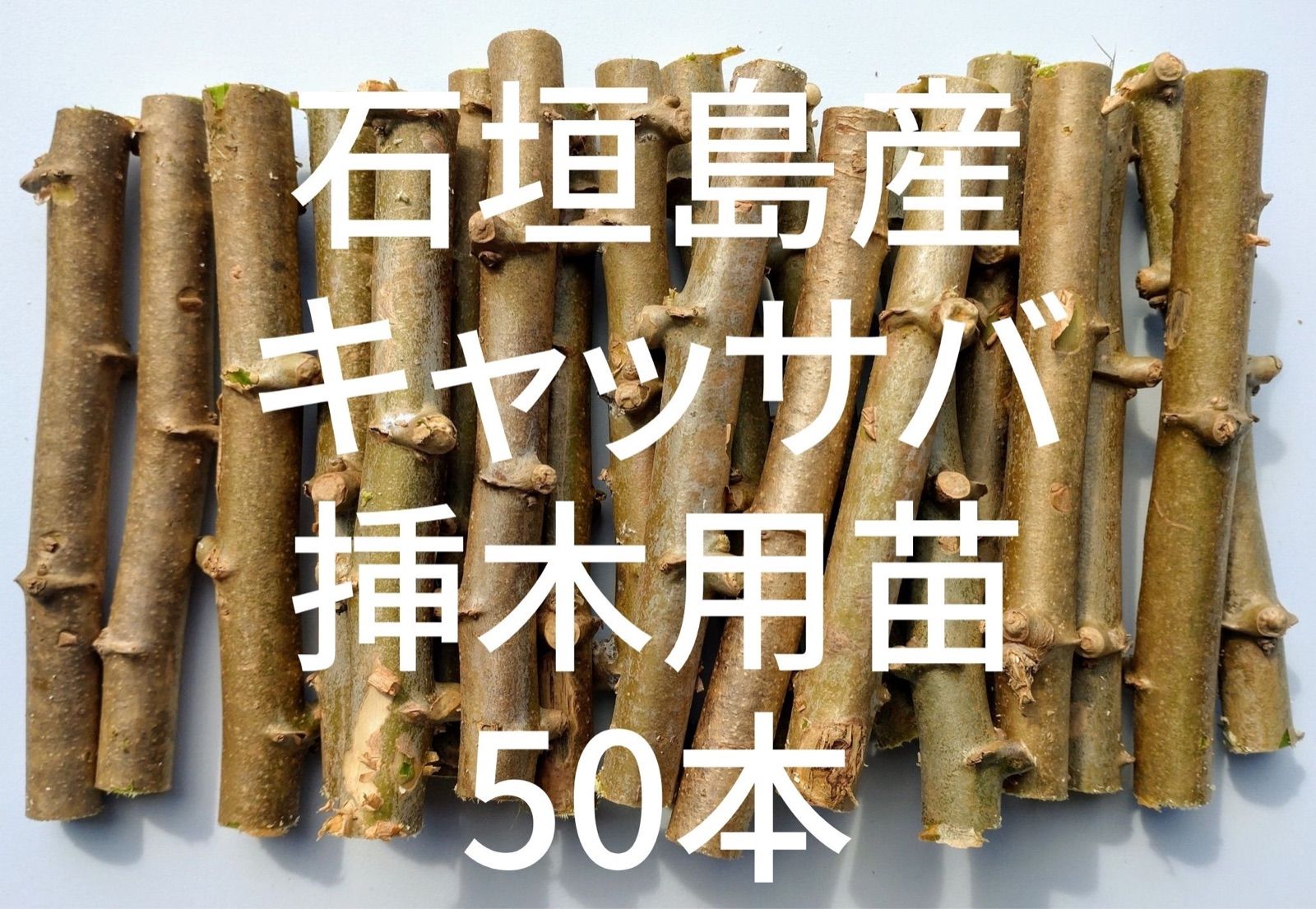 キャッサバ芋の苗50本、mandioca,yucca-