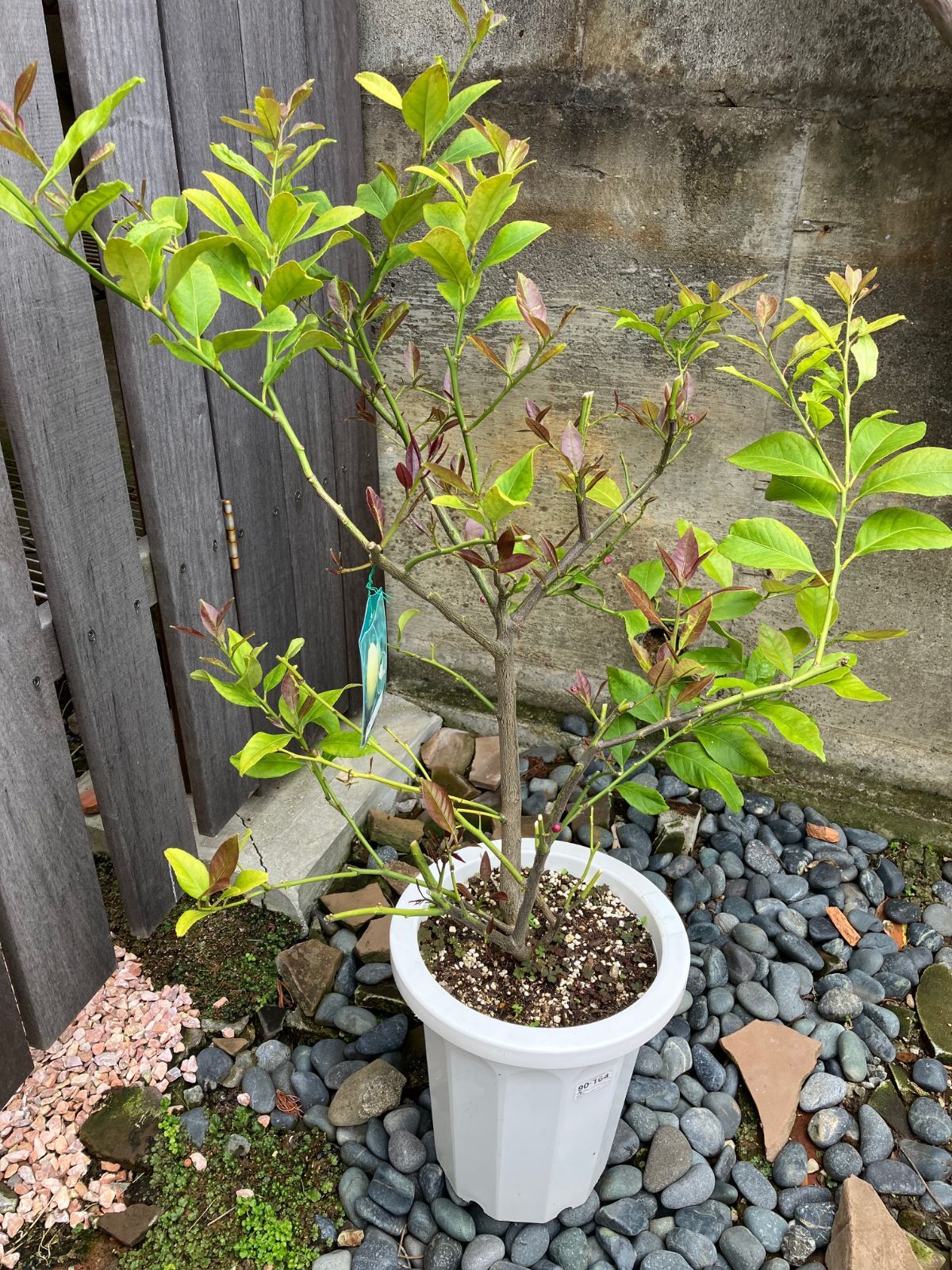 アロカシア ラズラニー アロカシア アズラニー アルボ│Alocasia