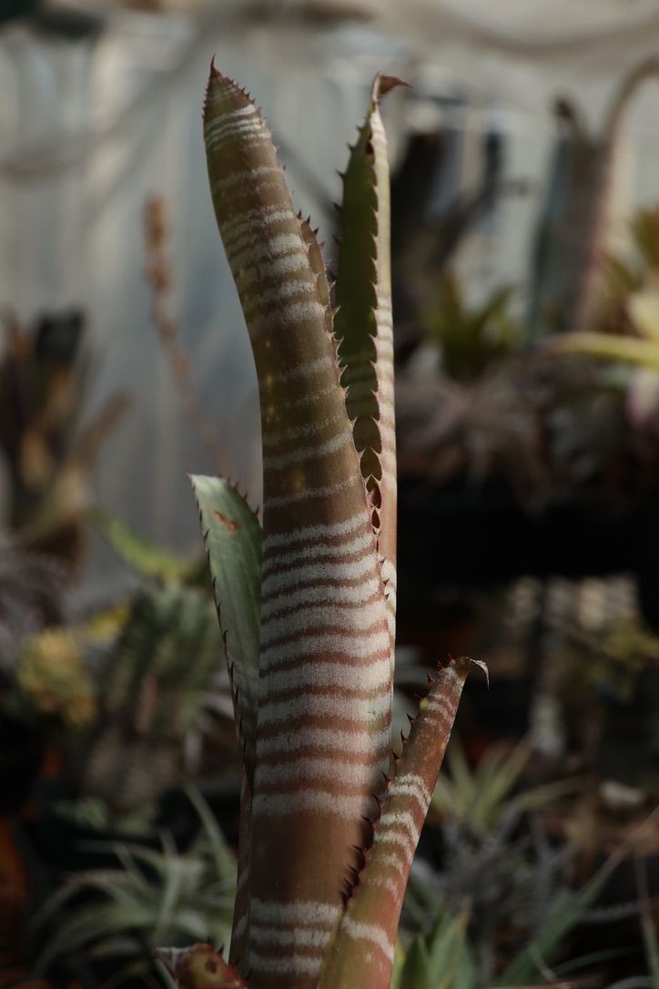 Billbergia 'La Vie en Rose' - メルカリ