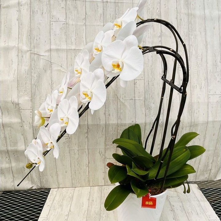 訳あり 大輪胡蝶蘭白３本立|花びらに黒い斑点