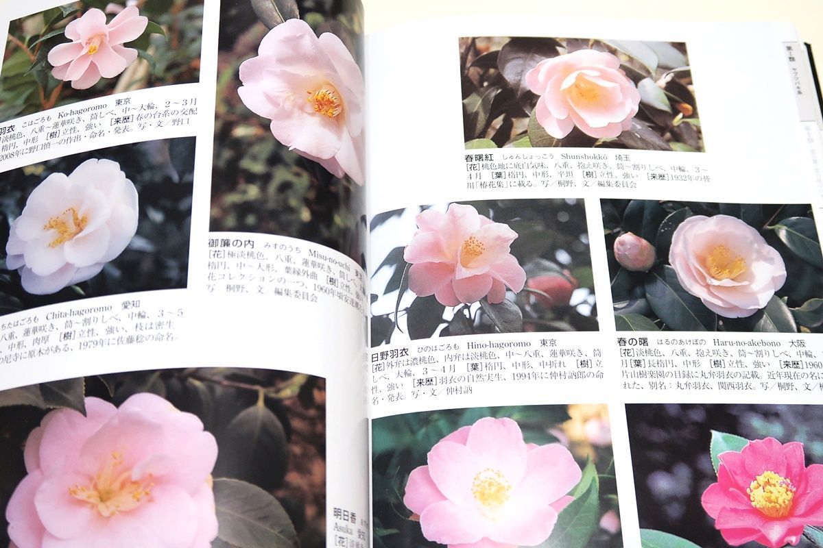 最新・日本ツバキ図鑑/わが国固有またはわが国で作出された品種6つの 