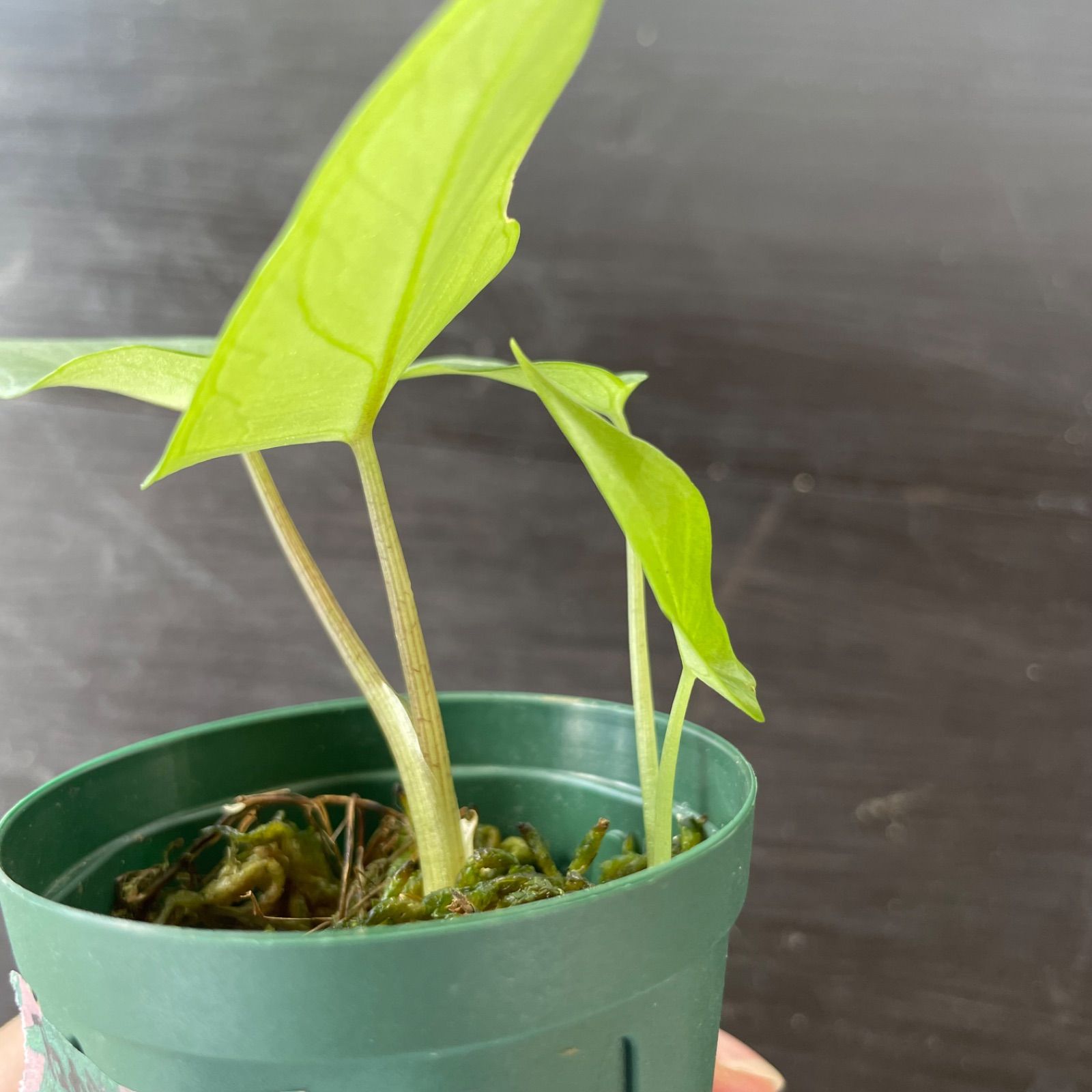 アロカシア スカルプラム 斑入り Alocasia scalprum / アロカシア スカルプラム | desukedo