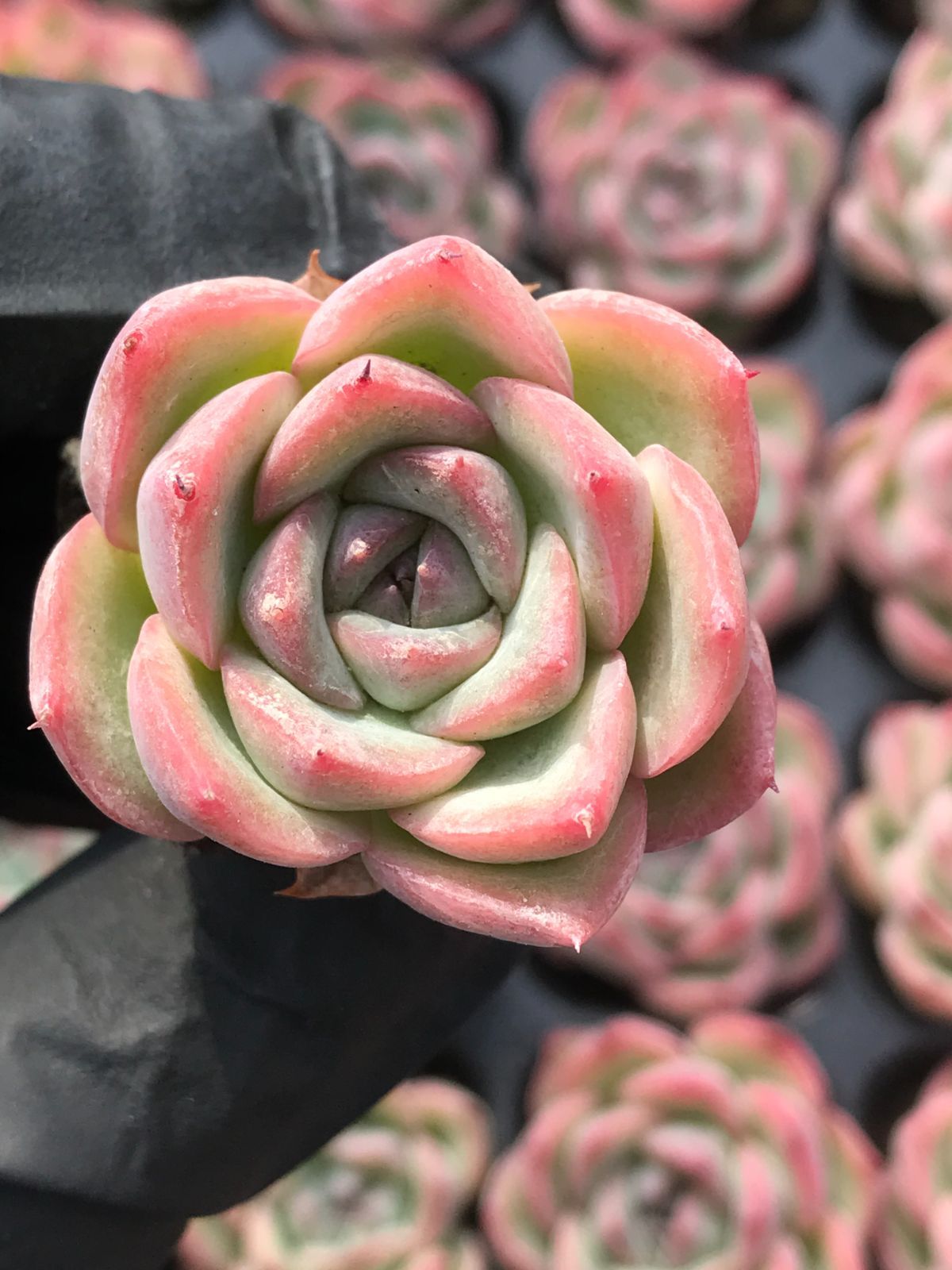 ⑮セル苗105個セット✨多肉植物 エケベリア 詰め合わせ 寄せ植え