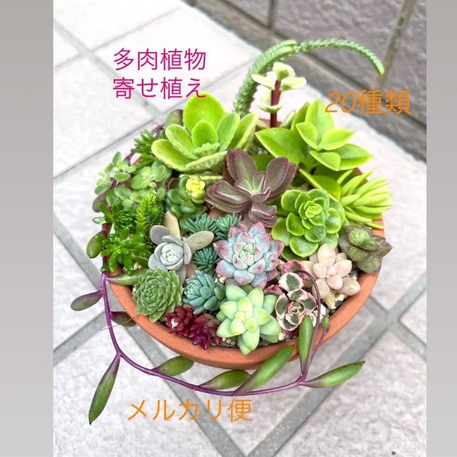 ☆多肉植物寄せ植えセット☆25種類☆ちまちま寄せ植え☆セダムカット苗☆つぶつぶ多肉 - メルカリ