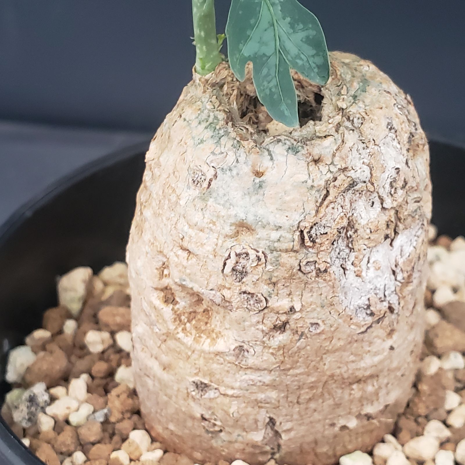 アデニア　ペリエリ N365【自社養生株】アデニア ペリエリ（現地球・発根株・鉢植え