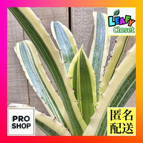 タンクブロメリア エクメア カーラ 3.5号 観葉植物 インテリア