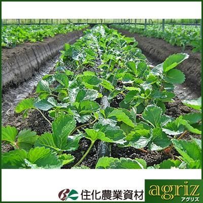 潅水チューブ ネオドリップ 潅水チューブ 住化農業資材 ネオドリップ ウエシタ ０２L 200m巻 上 7.5cm千鳥 下 15cm千鳥 潅水チューブ 灌水チューブ