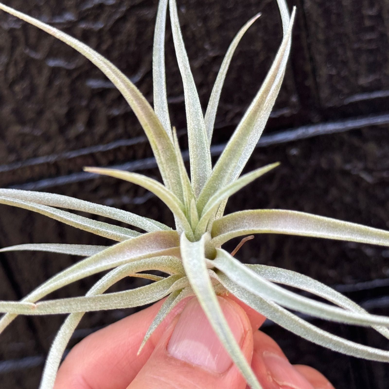 チランジア キセログラフィカ × ブラキカウロス Tillandsia