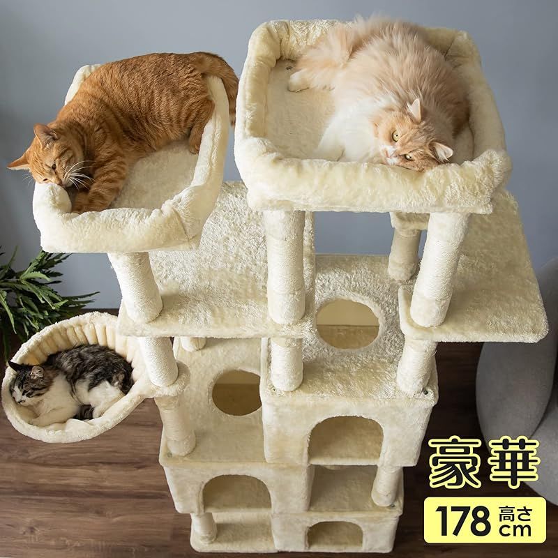 麻紐 子猫