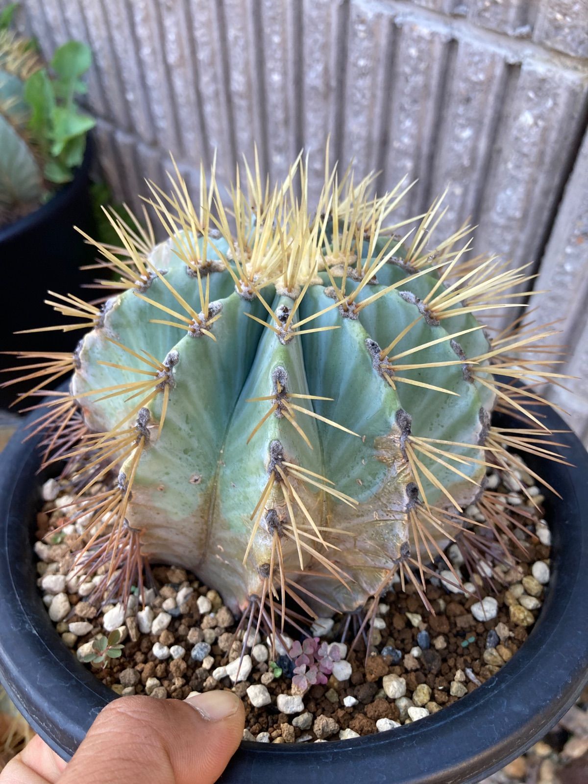 サボテン 王冠竜 刺無王冠竜 | 叢 – くさむら – Qusamura