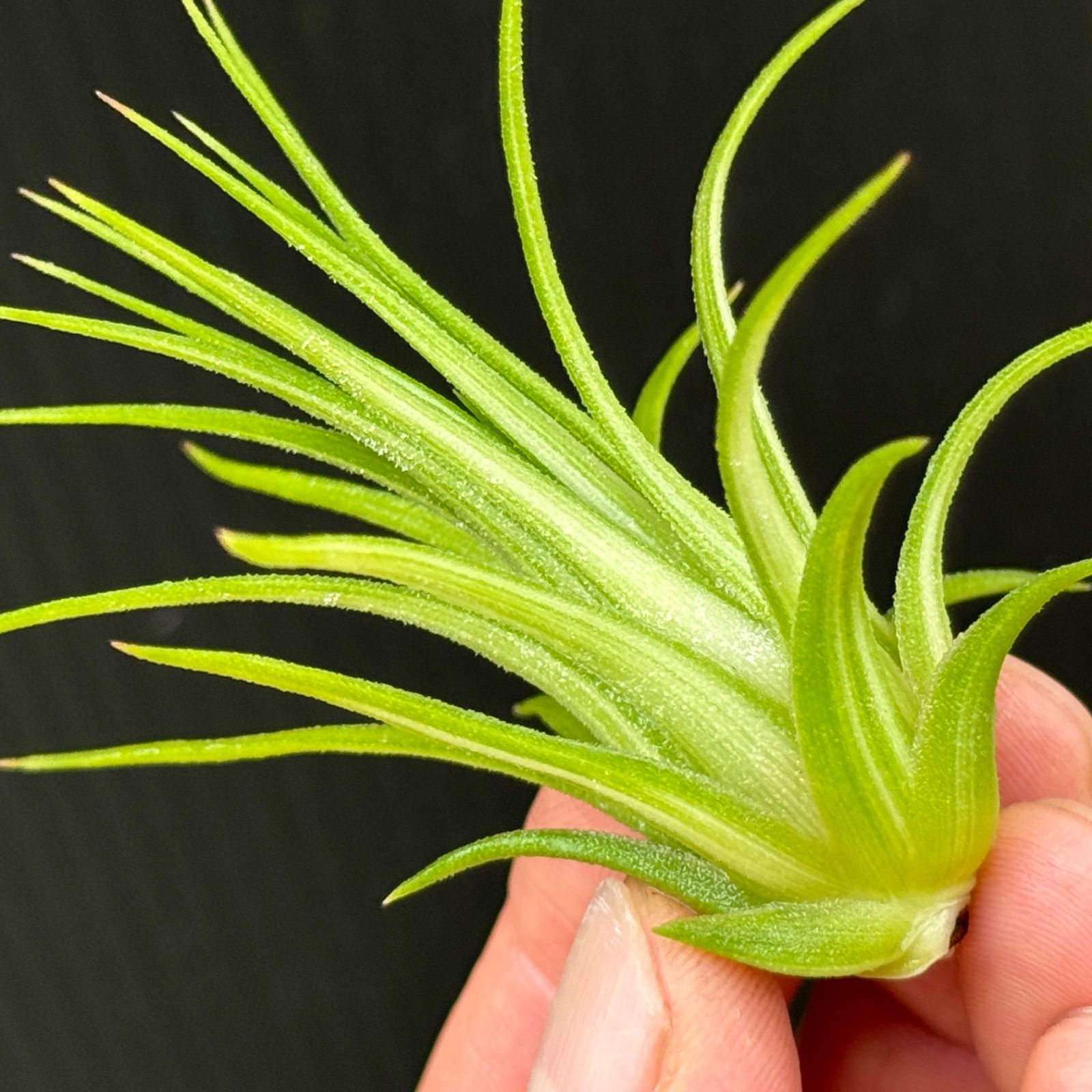 [送料無料] バンハイニンギー ヴァリエガータ バリエガータ 斑 送料無料] バンハイニンギー ヴァリエガータ バリエガータ 斑 綺麗な斑