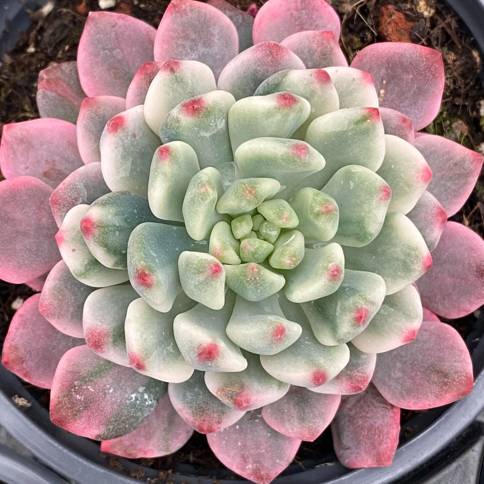 No.265❤黒猫 向日葵❤レジンヘアゴム  ブローチ NO.708❤新作3cm❤猫❤レジンへアゴム ブローチ