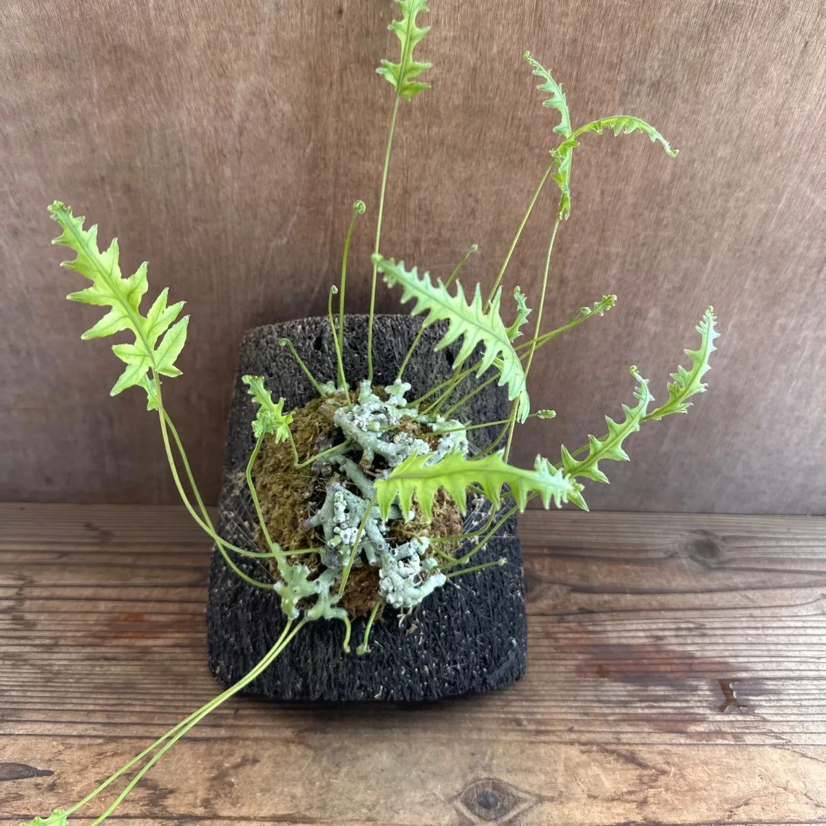 台湾アオネカズラ 特大 山野草の石田精華園 / 【現品】台湾