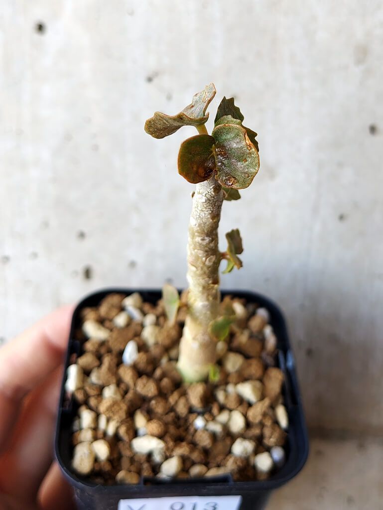 現品限り】ドルステニア・ジプソフィラ【V13】 Dorstenia gypsophila