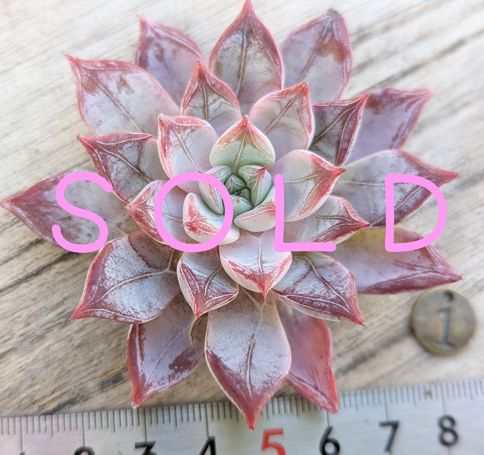 ペガサス◎多肉植物 カット苗 韓国苗 エケベリア等 ペガサス◎多肉植物 カット苗 韓国苗 エケベリア等