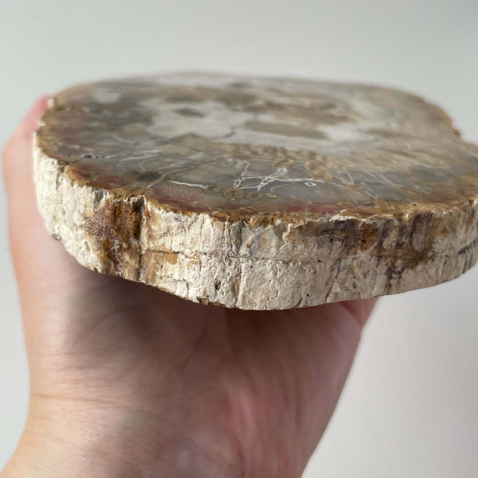 ペトリファイドウッド スラブ プレート