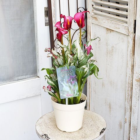 花鉢 観葉植物 斑入り カラー フローズンクイーン 5号 高さ47cm 母の日 宿根草 希少 庭 鉢植え 室内 メルカリ