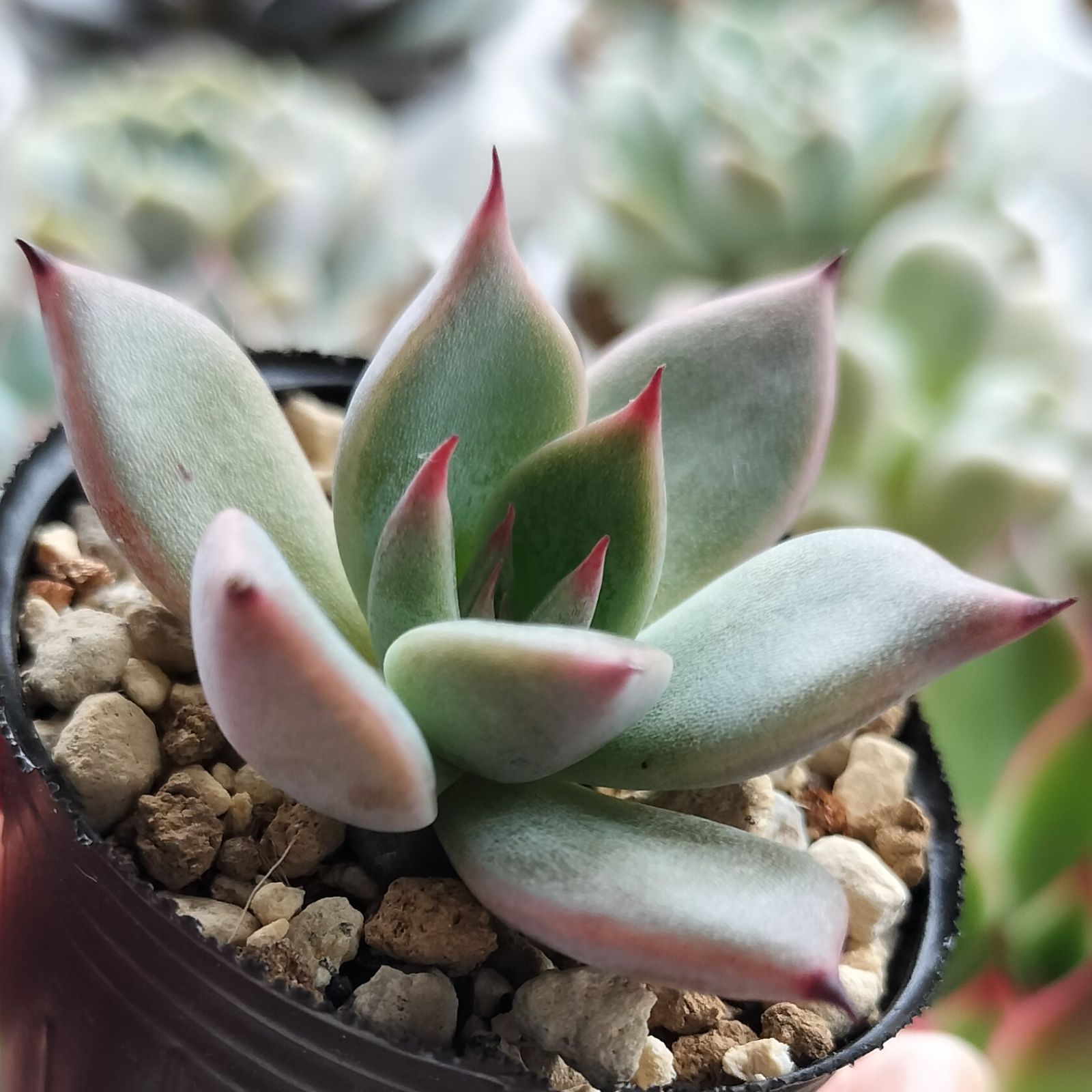 札付き】紫式部 渥美園芸 多肉植物 エケベリア - インテリア小物