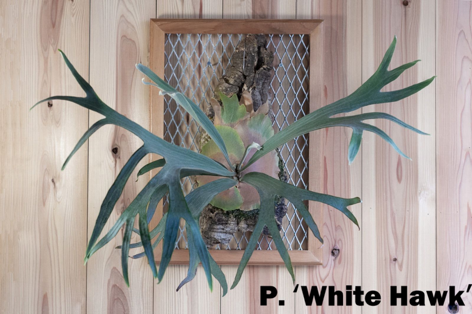 ビカクシダ 胞子 ホワイトホーク P.White Hawk - 植物