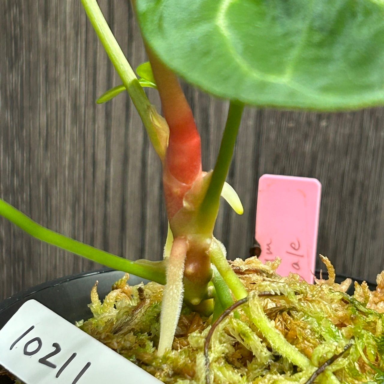 【極美株】アンスリウム・レガレ（Anthurium regale）特大リーフ 極美株】アンスリウム・レガレ（Anthurium regale）特大リーフ