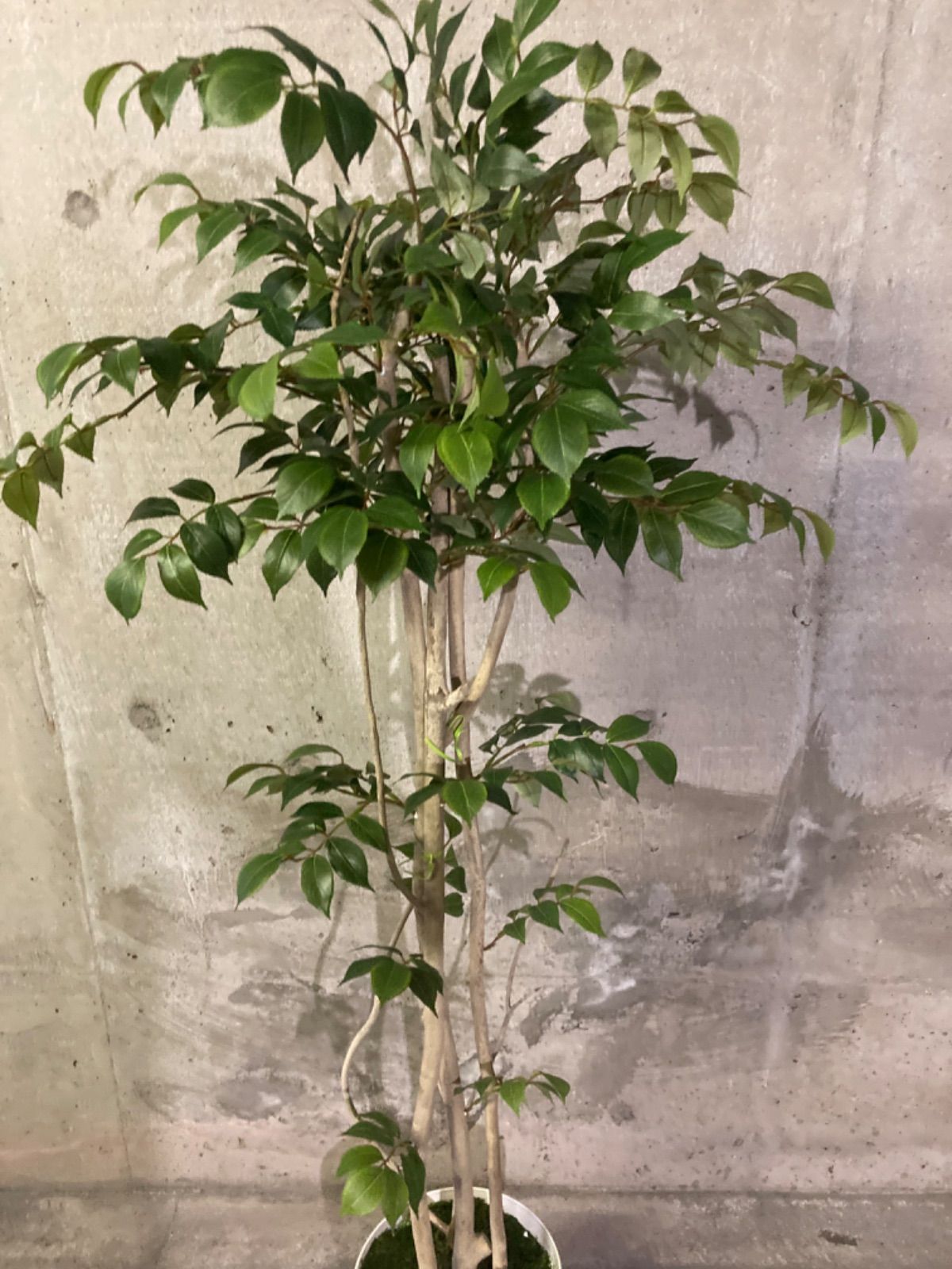 光触媒人工観葉植物ウォールグリーンフェイクハンドメイド