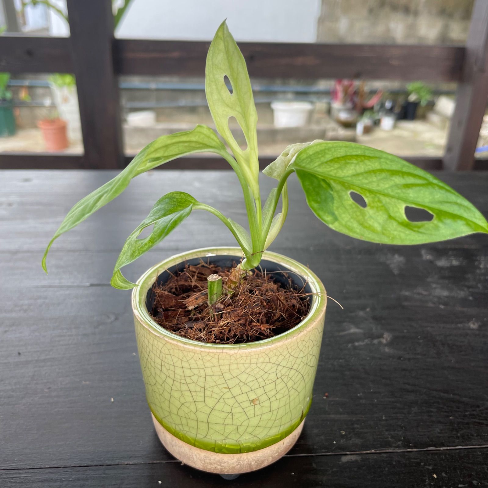 マドカズラ 斑入り アダンソニー Monstera Adansonii variegata 31(モンステラ)｜売買されたオークション情報、yahooの商品情報をアーカイブ公開  - オークファン - 花、園芸（racingfuel.com.ec）