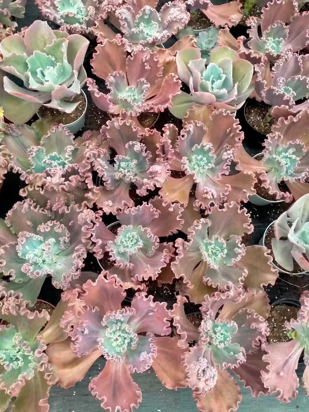 新発売 8株セット エケベリア・バロンボールド 抜き苗 多肉植物 佐川