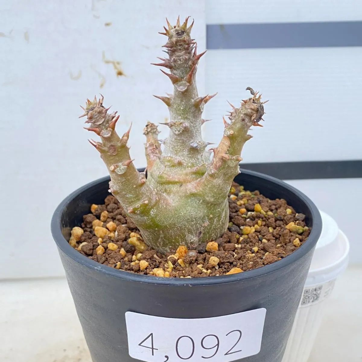 4092 「実生」パキポディウム ウィンゾリ 植え【種から発芽・発根・Pachypodium windsorii・安定開始】 - メルカリ