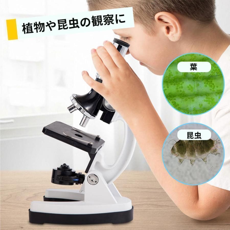虫眼鏡