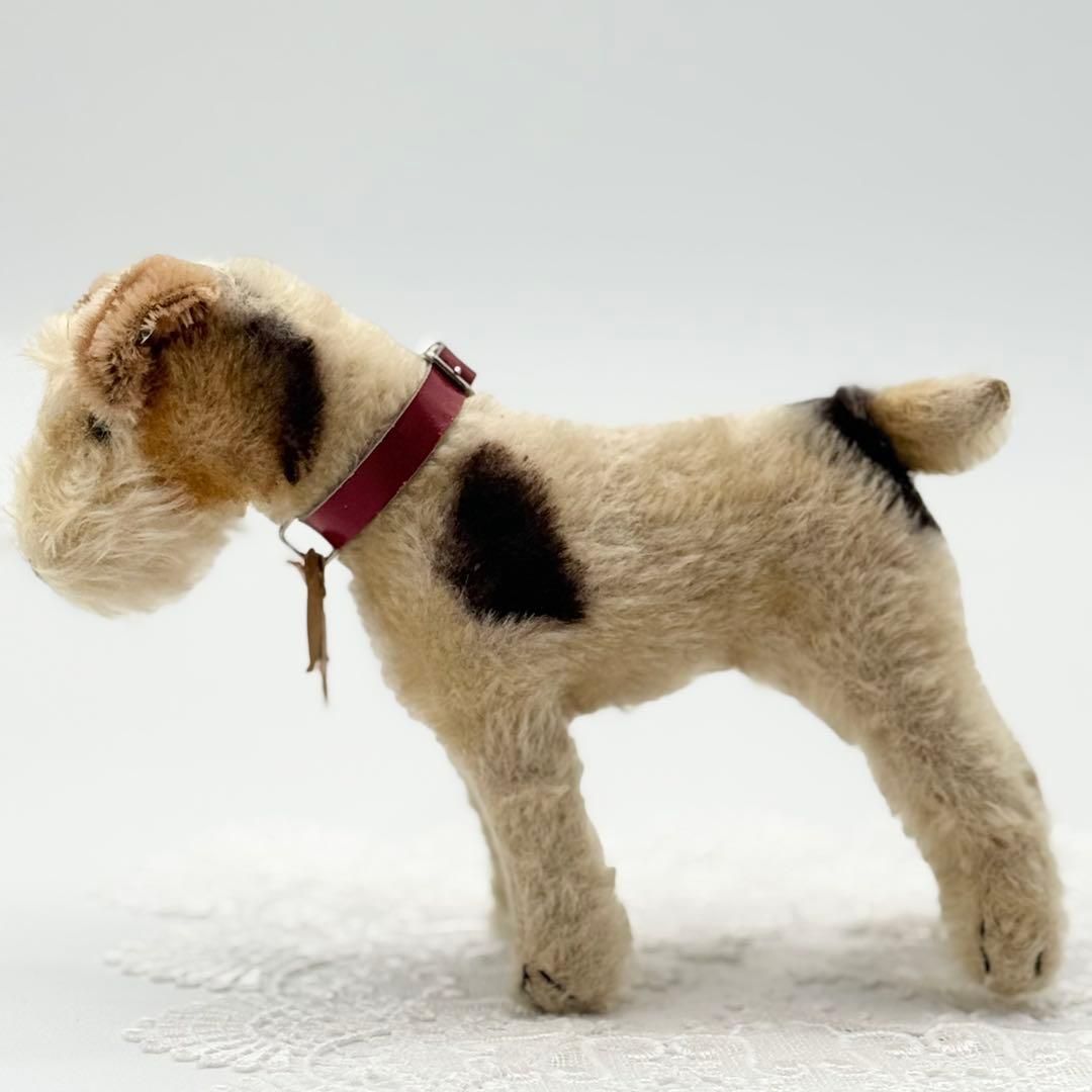 フォックステリアのフォクシー