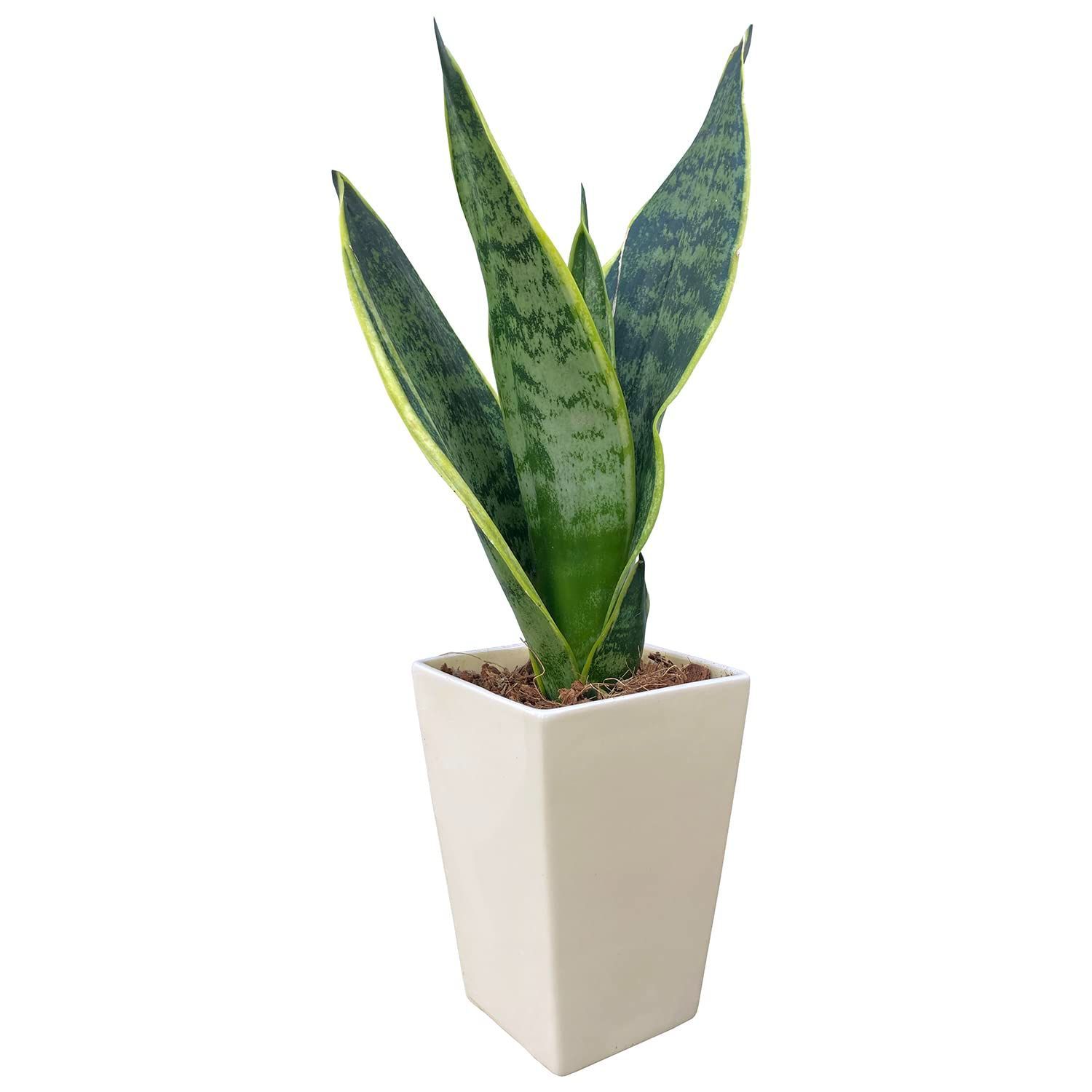 商品 虎の尾 サンスベリア鉢植え サンスベリア ミニ観葉植物 室内用 花のギフト社 室内 虫がわかない