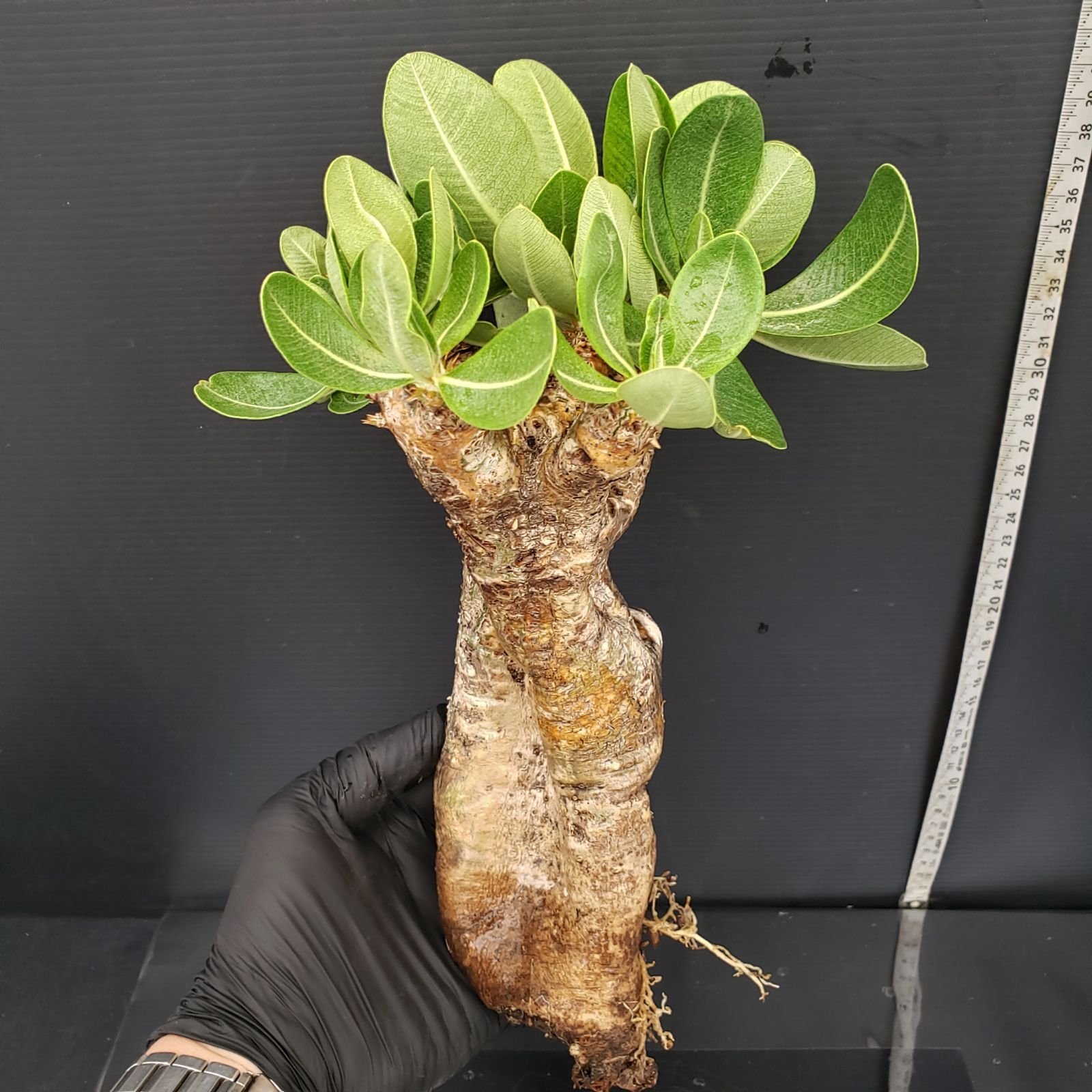 パキポディウム・グラキリス　現地球　発根済み　手乗り　ミニ　サイズ　Q 発根済み 現地球 パキポディウム グラキリス ミニグラキリス 手